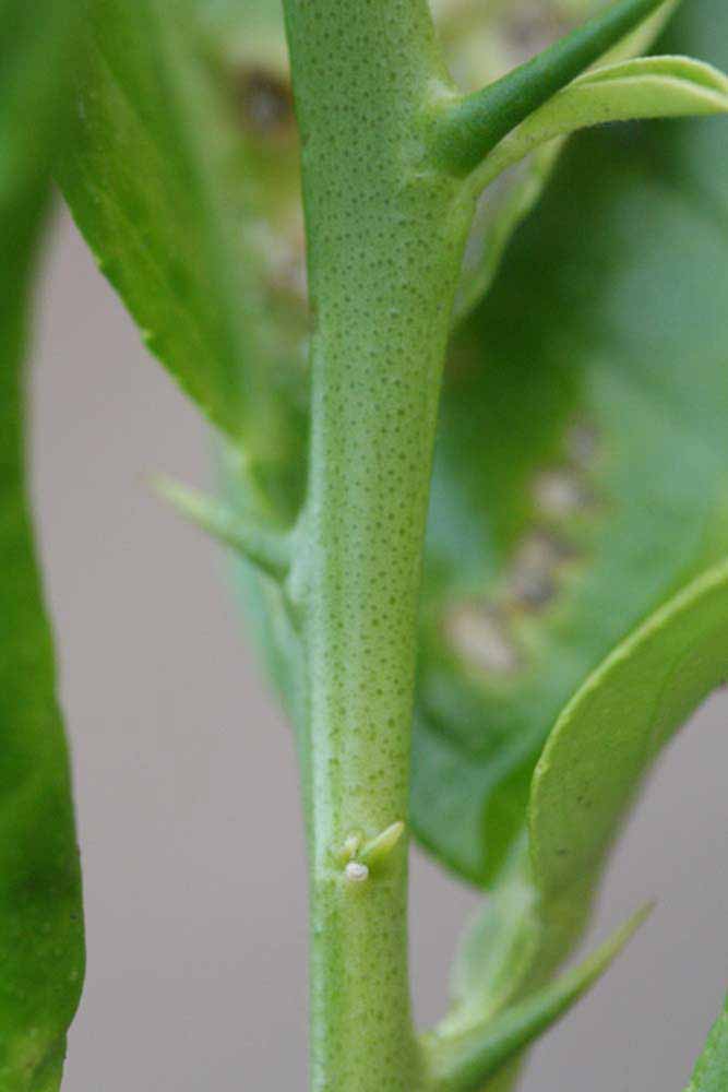                 First year twig (Doctor Strong, Riverside,   CA)       